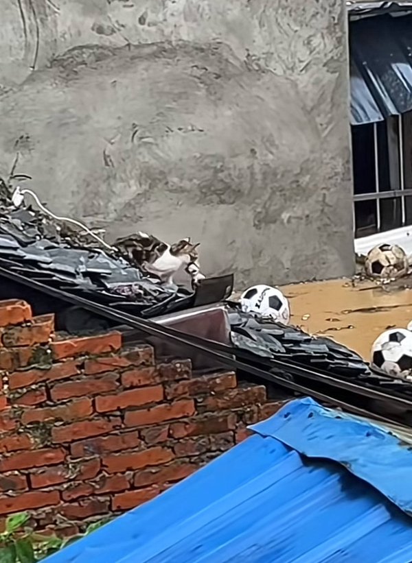 华盛通 榕江洪灾中猫妈妈叼猫崽被困屋顶下水找出路避难，拍摄者：为母则刚在这一刻具像化了